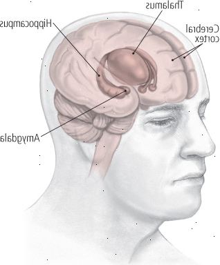 Oblasti mozku postižených depresí