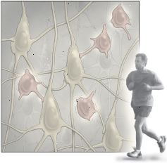 Cvičení a neurogeneze