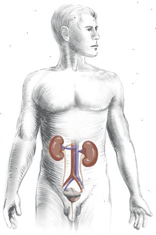 Močový systém: přední pohled ukazující vztah ledvin, močovodů, močového měchýře a močové trubice.