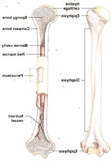 Anatomie dlouhých kostí: žlutá kostní dřeně mohou ještě produkovat krvinky v případě potřeby.