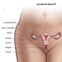 Ilustrace anatomie ženské pánve