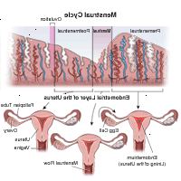Ilustrace menstruačního cyklu