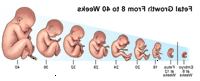 Ilustrace vývoje plodu 8-40týden