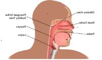 Anatomie nosu a krku