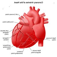 Ilustrace z anatomie srdce, vzhledem k koronárních tepen