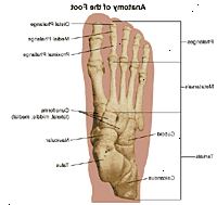 Anatomie nohy