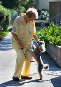 Obrázek postarší žena procházce se psem