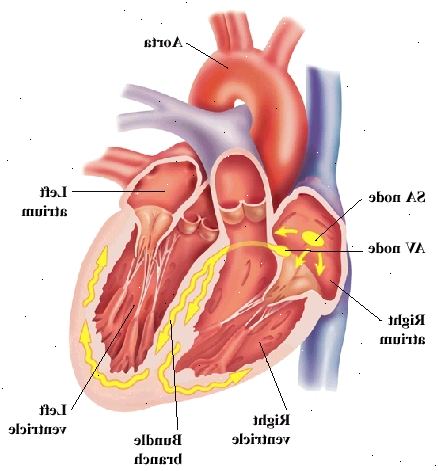 Čelní pohled na srdce ukazuje atrií na vrcholu a komory na dně. Aorta je velká tepna ukončení srdce na vrcholu. SA uzlu a AV uzlu je v pravé síni. Tawarova nervy jsou ve stěně mezi komorami a křivky do komory stěn. Signály z uzlu AV cestování do AV uzlu a do svazku poboček.