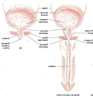 Močového měchýře a močové trubice na muže (a) a ženy (b)