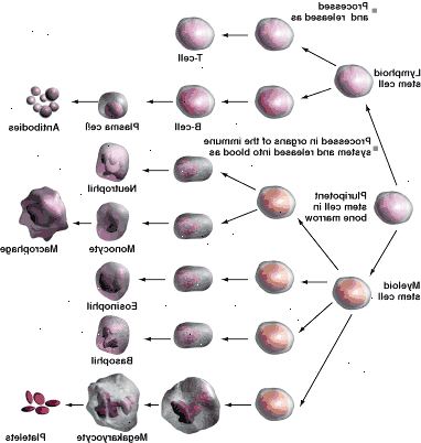 Specializované bílé krvinky