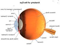 Anatomie oka, vnitřní