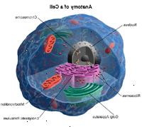 Anatomie buňky