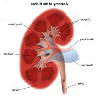 Ilustrace anatomie ledvin
