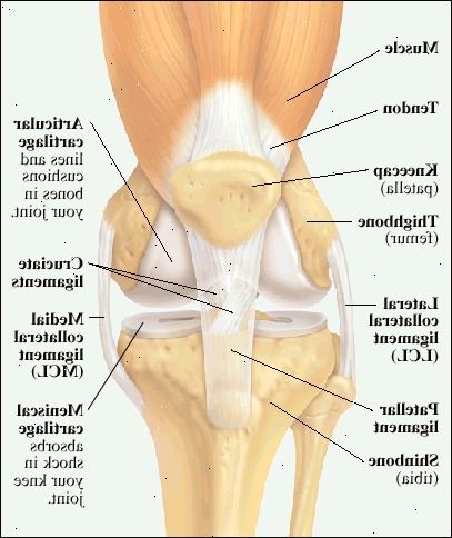 Čelní pohled na kolenního kloubu zobrazující stehenního svalu a šlachy připojen k čéšky (pately). Konec stehenní kosti (femuru) a horní části bérce (holenní) jsou obloženy a polstrované s kloubní chrupavky. Menisku chrupavky v horní části holenní kosti tlumí nárazy v kolenním kloubu. Boční zajištění vaz (LCL) má stehenní kost na holenní kost na vnější straně kolene. Mediální zajištění vazu (MCL) je držitelem stehenní kost na holenní kost na vnitřní straně kolena. Patelární vaz spojuje koleno na přední straně bérce. Zkřížených vazů držte spodní část stehenní kosti k horní části bérce.