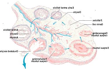 Struktura vaječníku