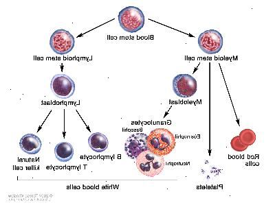 Vývoj krvinek; výkres znázorňuje kroky kmenových buněk prochází, aby se stal červených krvinek, destiček nebo bílých krvinek. Myeloidní kmenové buňky se červených krvinek, trombocytů, nebo myeloblast, který se tak stává granulocytů (typy granulocytů jsou eosinofily, bazofily, neutrofily a). Lymfoidní kmenové buňky se stává lymfoblastu a pak se b-lymfocytů, t-lymfocytů, nebo přírodní zabiják buněk.