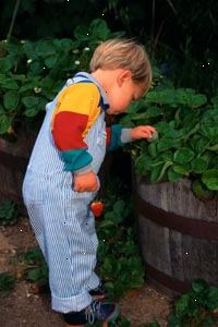 Obrázek chlapec vychystávání jahody