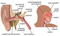 Anatomie ucha, nosu a krku