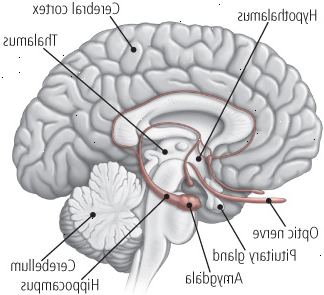 Uvnitř mozku