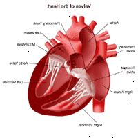 Ilustrace z anatomie srdce, vzhledem k ventilů