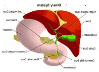 Ilustrace anatomie žlučových cest