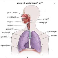 Ilustrace anatomie dýchacího systému