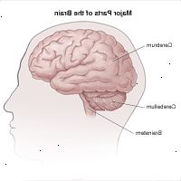 Ilustrace bočního pohledu mozku a divizí do mozku, mozečku a mozkového kmene