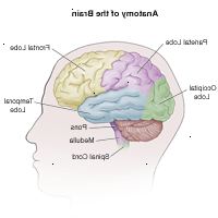 Ilustrace anatomie dospělého mozku