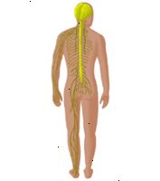 Ilustrace nervového systému