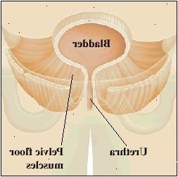 Pohled v řezu močového měchýře a močové trubice