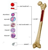 Anatomie kostí, ukazuje krevní buňky