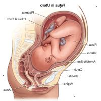 Ilustrace plodu v děloze