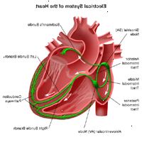 Ilustrace z anatomie srdce, s ohledem na elektrickém systému
