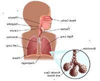 Anatomie dýchacího systému, dítě