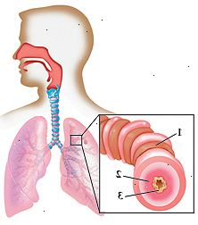 Nástin lidské hlavy a hrudi s hlavou se obrátil na stranu ukazuje uvnitř nosu, krku, a průdušnice vede k plicích hrudníku. Detailní záběr z představení dýchacích cest dotáhnout svaly, oteklé sliznice a zvýšení hlen.