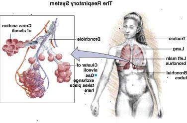 Dýchací systém