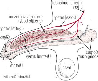 Anatomie penisu