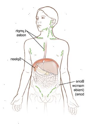 Lymfatické uzliny, kostní dřeň, slezina a jsou všechny části lymfatického systému. Tento systém funguje na pomoc v boji s infekcí těla.